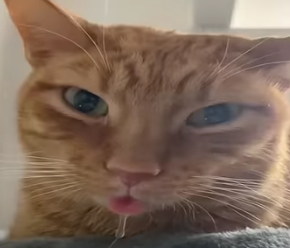 Drooling Cat meme template